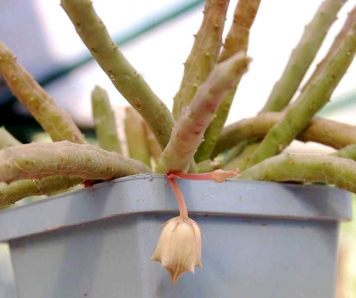Файл:Huernia pendula bud.jpg