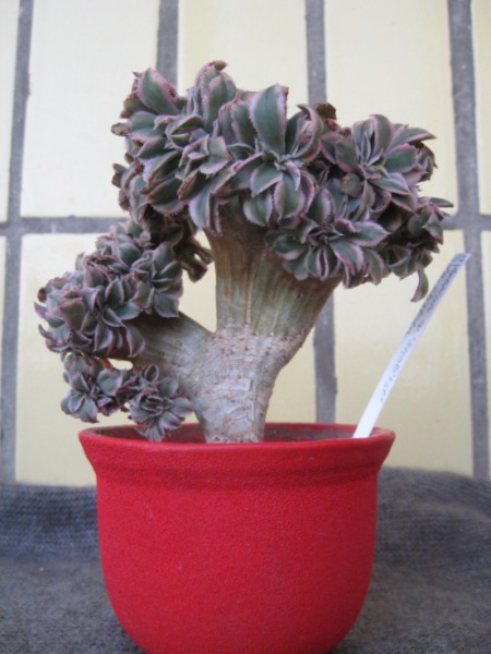 Файл:Aeonium cv.SUNBIRST Lez.jpg