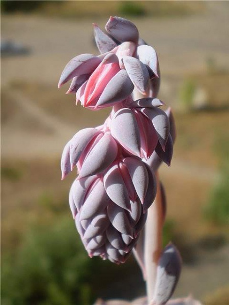 Файл:Echeveria shaviana1 Necro.jpg