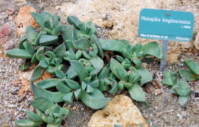 Файл:Pleiospilos longibracteatus.jpg