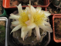 COPIAPOA hypogaea