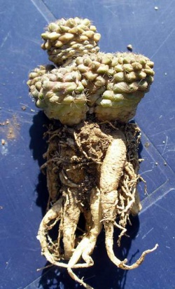 COPIAPOA humilis