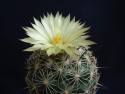 Coryphantha cornifera