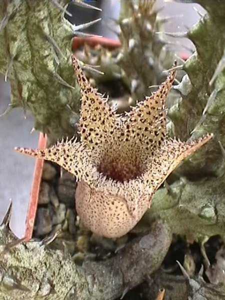 Файл:Stapelianthus decary Garb.jpg