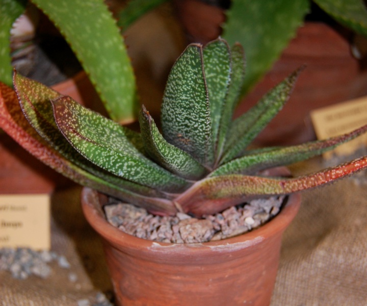 Файл:Gasteria obliqua.jpg