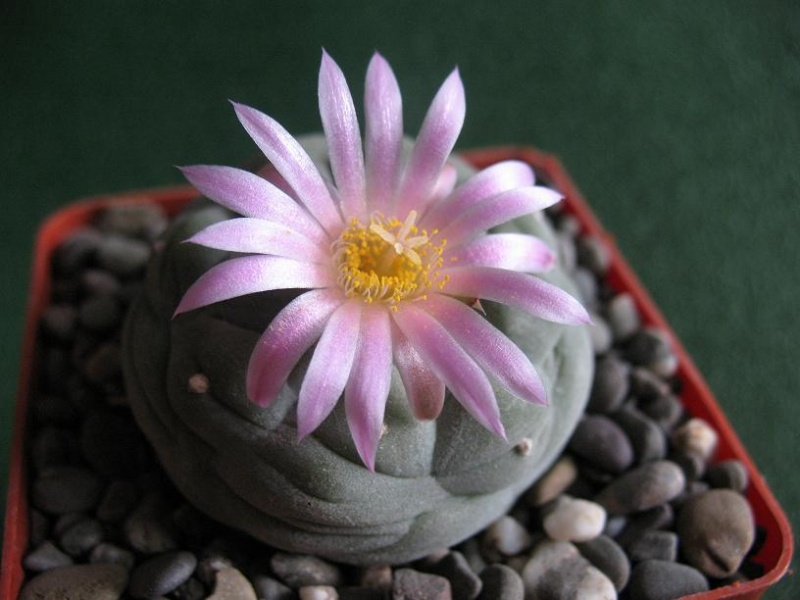 Файл:Lophophora fricii 07.jpg