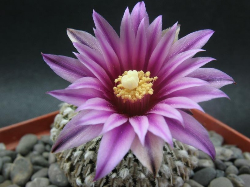 Файл:Turb pseudopectinatus.jpg