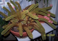 Cleistocactus (Winterocereus, Hildewintera) aureispinus1 small.jpg