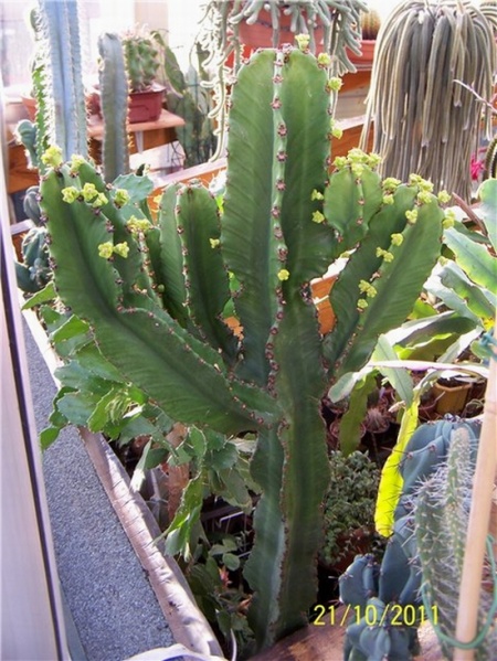 Файл:Euphorbia candelabrum2.jpg
