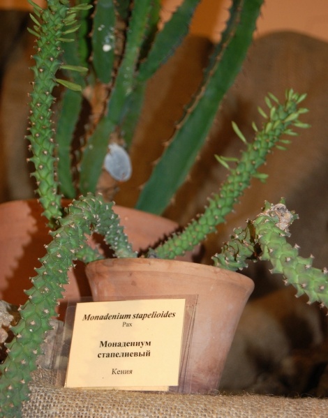 Файл:Monadenium stapelioides Pax.jpg