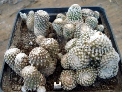 COPIAPOA laui