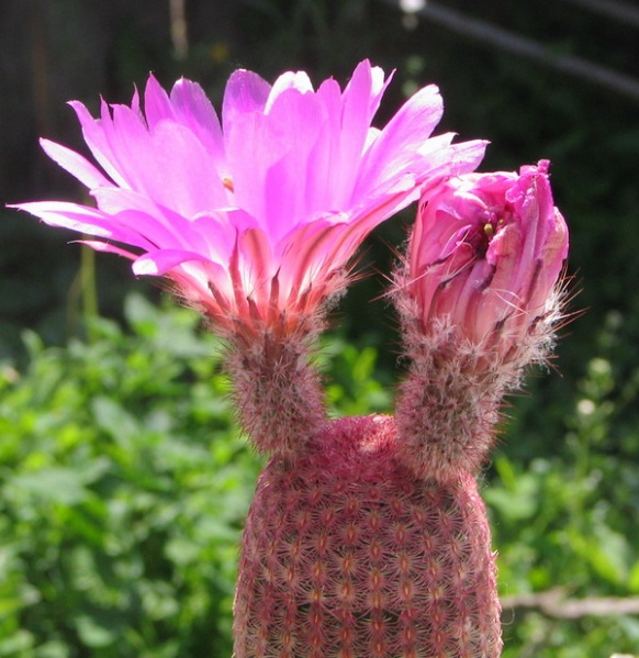 Файл:Echinocereus rigidissimus rubrispinus Fomenko.jpg