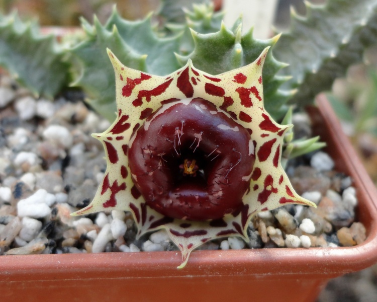 Файл:Huernia plowesii.jpg