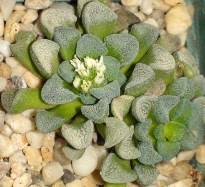 Файл:Crassula mesembrianthemopsis Sob.jpg