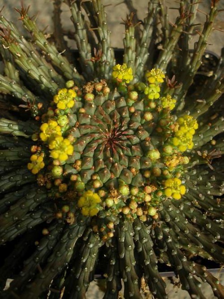 Файл:Euphorbia caput-medusae1 Iv.JPG