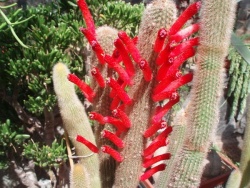 CLEISTOCACTUS sp.