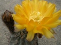 Acanthocalycium glaucum Iv.JPG