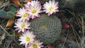 Sulcorebutia roberto4.jpg