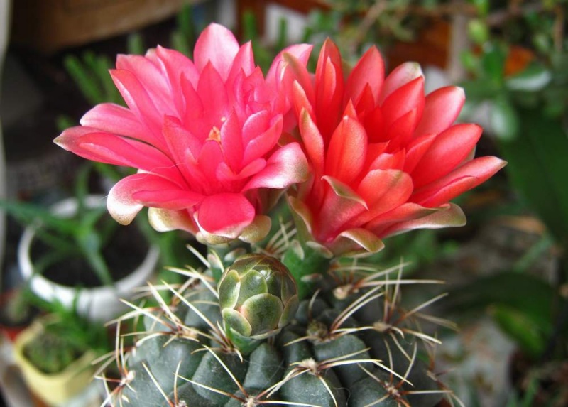 Файл:Gymnocalycium baldianum Baschuk.jpg