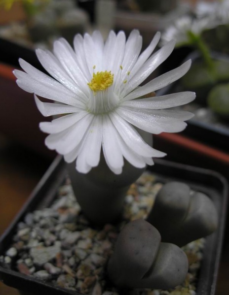 Файл:Lithops karasmontana opalina2.jpg
