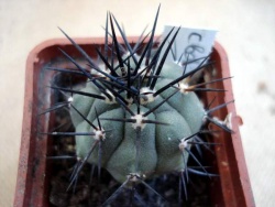 Copiapoa boliviana (calderana)