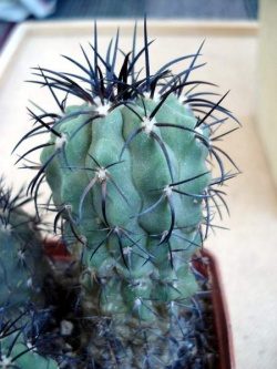 Copiapoa calderana v.spinosior