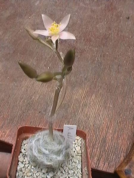 Файл:Anacampseros albiflorus.jpg