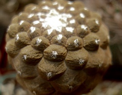 COPIAPOA hypogaea cv.'Lizard Skin'