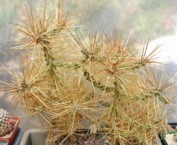 CYLINDROPUNTIA molesta