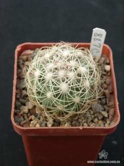 Coryphantha compacta GL 67