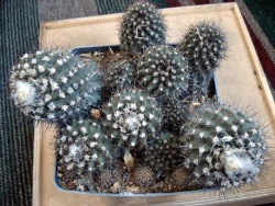 COPIAPOA humilis "maritima"