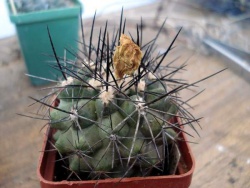 Copiapoa serpentisulcata