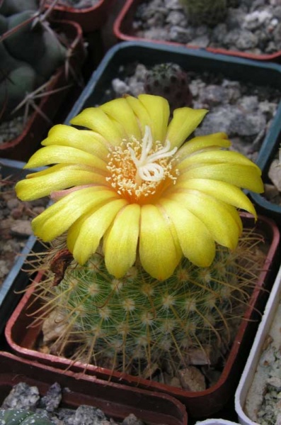 Файл:Parodia aureispina-abondak.jpg