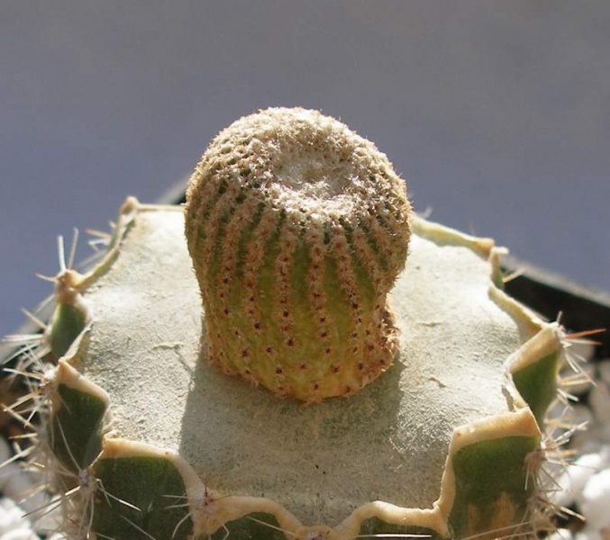 Файл:Yavia cryptocarpa Lira.JPG