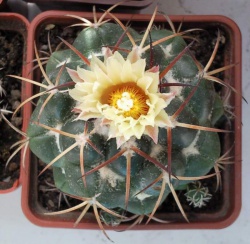 Coryphantha daimonoceras (cornifera)