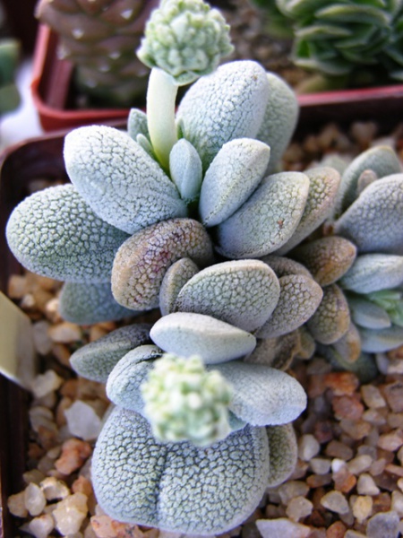 Файл:Crassula tecta.jpg