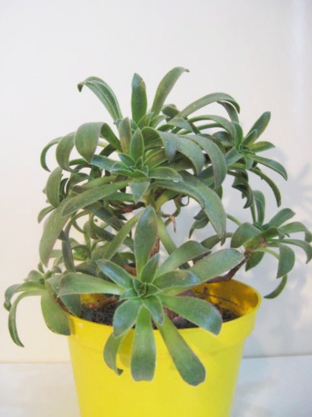 Файл:Aeonium sinisii.jpg