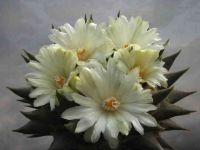 Ariocarpus trigonus Fomenko.jpg