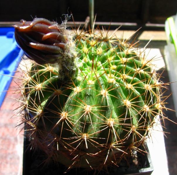 Файл:Echinopsis mamillosa var. kermesina1.jpg
