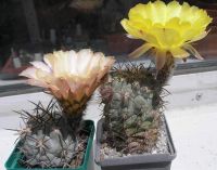 Acanthocalycium Ann.JPG