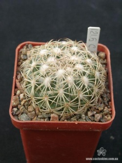 Coryphantha pseudoradians