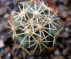 Coryphantha kracikii KKR 339