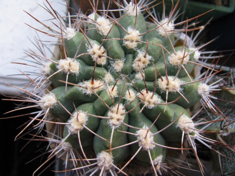 Файл:Gymnocalycium valnicekianum1.jpg