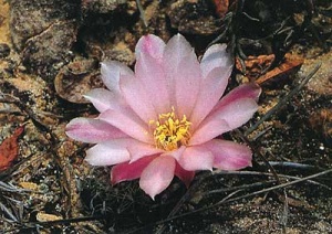 Sulcorebutia roberto5.jpg