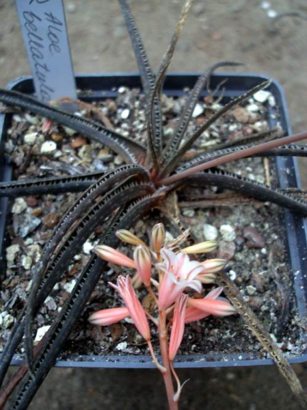 Файл:Aloe bellatula Iv.jpg