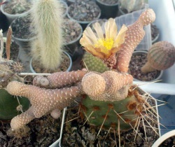 AUSTROCYLINDROPUNTIA clavarioides