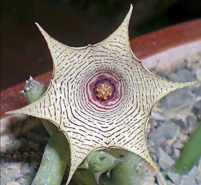 Файл:Huernia leachii.jpg