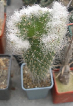 AUSTROCYLINDROPUNTIA vestita forma cristata