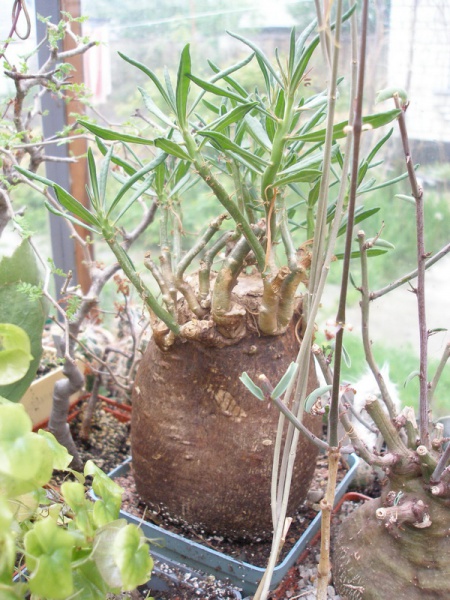Файл:Pachipodium bispinosum.jpg
