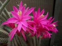 Aporocactus.JPG